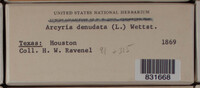 Arcyria denudata image